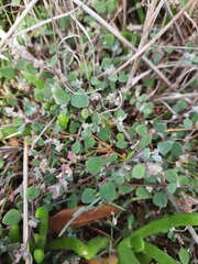 Chenopodium triandrum