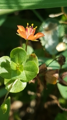 Lysimachia arvensis