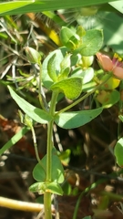 Lysimachia arvensis