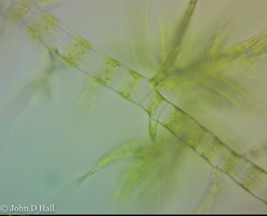 Draparnaldia glomerata