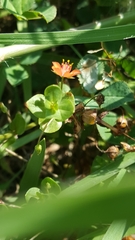 Lysimachia arvensis