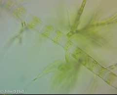 Draparnaldia glomerata