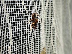 Nomada lathburiana