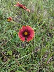 Gaillardia pulchella image