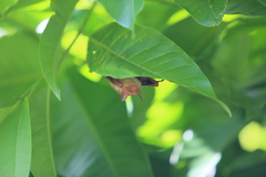 Myotis formosus flavus