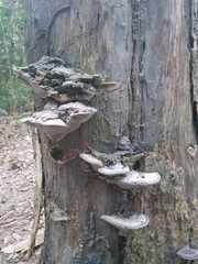 Fungi