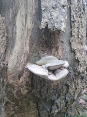 Fungi