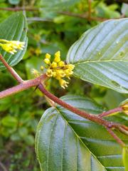 Frangula purshiana purshiana