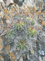 Echinopsis bridgesii