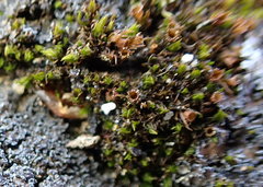 Schistidium maritimum