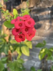 Euphorbia