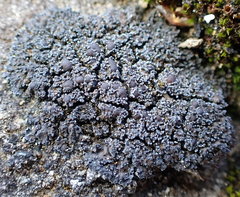 Fuscopannaria maritima