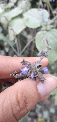 Image of Salvia personata by no rights reserved
