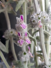 Stachys cretica