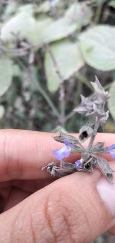Image of Salvia personata by no rights reserved