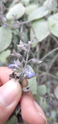 Image of Salvia personata by no rights reserved