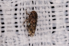 Xestocephalus tessellatus