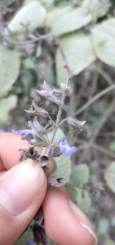 Image of Salvia personata by no rights reserved