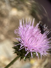 Osmia montana
