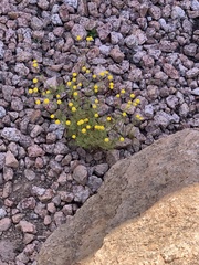 Oncosiphon pilulifer