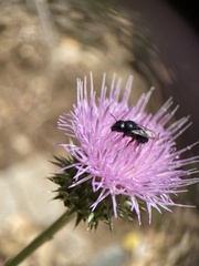 Osmia montana