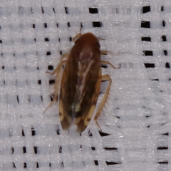 Xestocephalus tessellatus