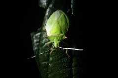 Chlorocoris distinctus