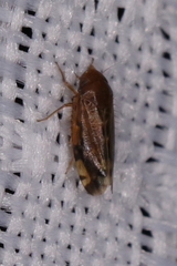 Xestocephalus tessellatus