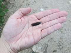 Melanactes
