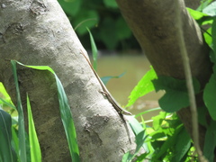 Varzea bistriata