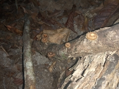 Lentinus