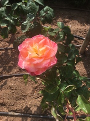 Rosa
