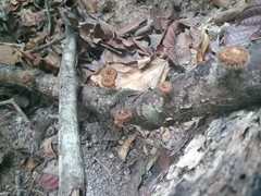 Lentinus