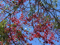 Barnebydendron riedelii