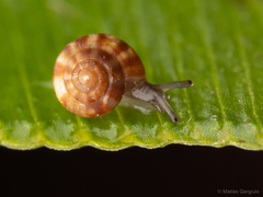 Stephanoda binneyana