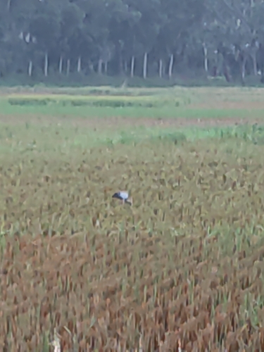 Asian Openbill