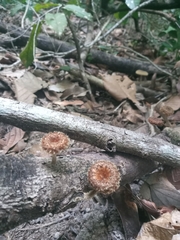 Lentinus