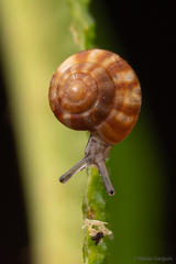 Stephanoda binneyana