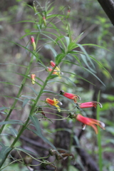 Lobelia laxiflora