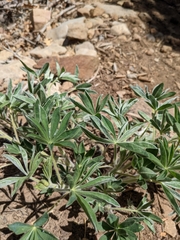 Lupinus pusillus
