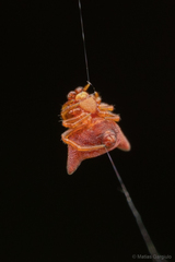 Phoroncidia nicoleti