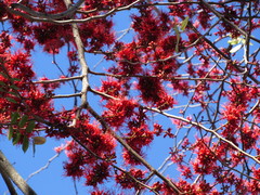 Barnebydendron riedelii
