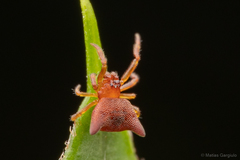 Phoroncidia nicoleti