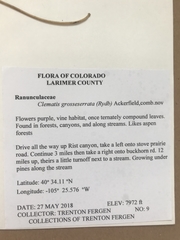 Clematis occidentalis grosseserrata