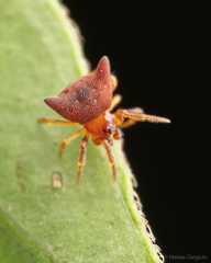 Phoroncidia nicoleti