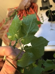 Clematis occidentalis grosseserrata