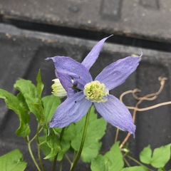 Clematis occidentalis grosseserrata