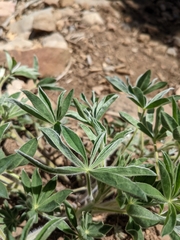 Lupinus pusillus