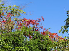 Barnebydendron riedelii