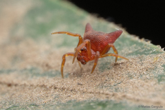 Phoroncidia nicoleti